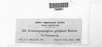 Gymnosporangium globosum image